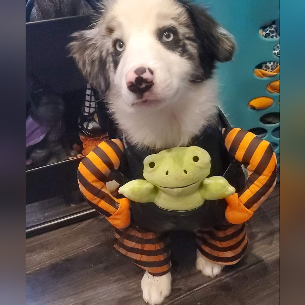 Dog Halloween Costume